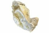 13.7" Agatized Fossil Coral Geode - Florida - #188205-2